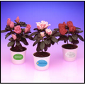 Mini Azalea Plants